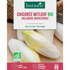 Graines de chicorée witloof hollandse middelvroeg bio botanic® - graines à semer