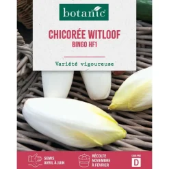 Graines de chicorée witloof zoom endive HF1 botanic® - graines à semer