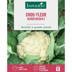 Graines de choux-fleur géant d'automne primus botanic® - graines à semer
