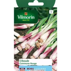 Graines de ciboule commune rouge Vilmorin - graines à semer