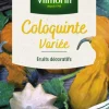 Graines de Coloquinte variée Vilmorin - graines à semer