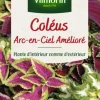Graines de Coléus Arc en ciel amélioré Vilmorin - graines à semer