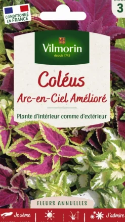 Graines de Coléus Arc en ciel amélioré Vilmorin - graines à semer