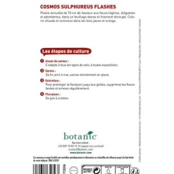 Graines de cosmos sulphureus flashe orange botanic® - graines à semer