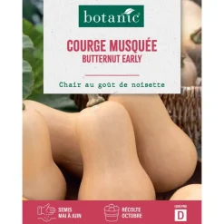 Graines de courge early butternut botanic® - graines à semer