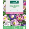Graines de fleurs Belle de jour variée botanic®