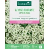 Graines de fleurs d'Alysse odorant tapis de neige botanic®