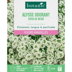Graines de fleurs d'Alysse odorant tapis de neige botanic®
