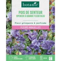Graines de fleurs de Pois de senteur spencer à grande fleur bleu botanic®