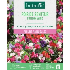 Graines de fleurs de Pois de senteur cupidon varié botanic®