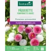Graines de fleurs de Pâquerette pomponnette variée botanic®