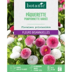Graines de fleurs de Pâquerette pomponnette variée botanic®