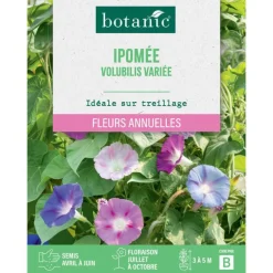 Graines de fleurs d'Ipomée volubilis variée botanic®