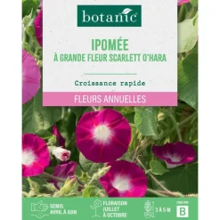 Graines de fleurs d'Ipomée à grande fleur Scarlett O'hara botanic®