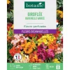 Graines de fleurs Giroflée ravenelle variée botanic®