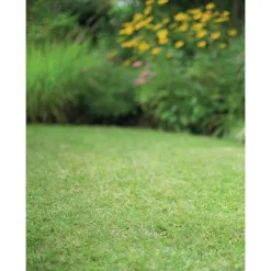 Graines de gazon à semer regarnissage pour rénovation botanic® - 3 kg