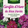 Graines de Giroflée d’hiver de Nice variée Vilmorin - graines à semer