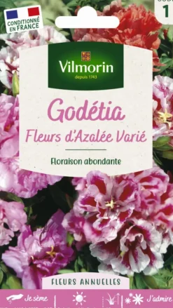 Graines de Godetia Fleurs d’Azalée varié Vilmorin - graines à semer