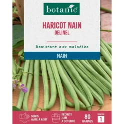 Graines de haricot nain delinel extra-fin sans fil botanic® - 80 graines à semer