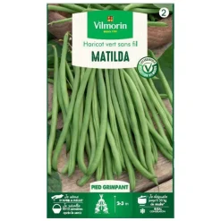 Graines de Haricot vert grimpant Matilda Vilmorin - graines à semer