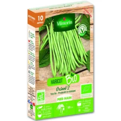 Graines de haricots nain sans fil Oxinel Vilmorin - graines à semer