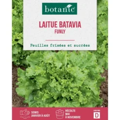 Graines de laitue batavia funly botanic® - graines à semer