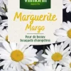 Graines de Marguerite Margo Vilmorin - graines à semer
