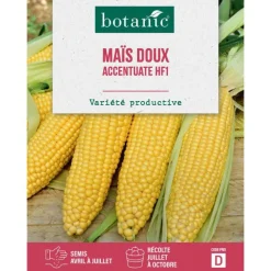 Graines de maïs accentuate hybride F1 botanic® - graines à semer