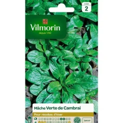 Graines de mâche verte de Cambrai Vilmorin - graines à semer