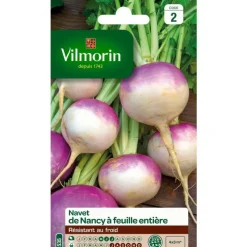 Graines de navet de Nancy Vilmorin - graines à semer