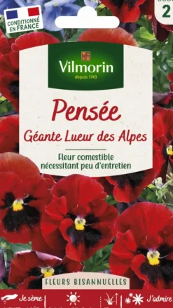Graines de Pensée géante Lueur des Alpes Vilmorin - graines à semer