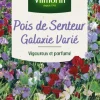 Graines de Pois de senteur Galaxie varié Vilmorin - graines à semer