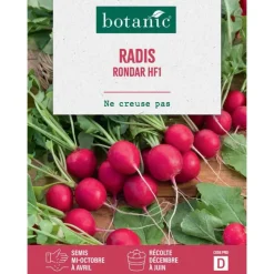 Graines de radis rondar HF1 botanic® - graines à semer