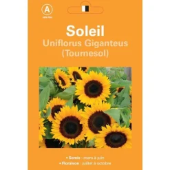 Graines de Soleil Tournesol géant - graines à semer