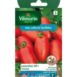 Graines de tomate lancelot HF1 Vilmorin - graines à semer