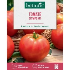 Graines de tomate olympe HF1 botanic® - graines à semer
