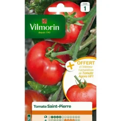 Graines de tomate Saint Pierre Vilmorin - graines à semer