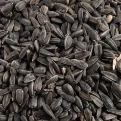 Graines de tournesol noir pour oiseaux grain de vie bio Grain de Vie - 5 kg