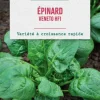 Graines d'épinard veneto HF1 botanic® - graines à semer