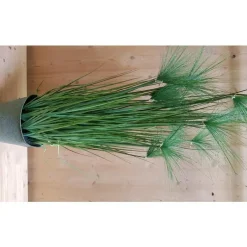 Graminée Papyrus pot zinc 150 cm