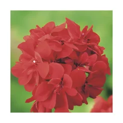 Géranium lierre double rouge - Le pack de 6 plants