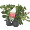 Géranium lierre simple rouge - Le pack de 6 plants
