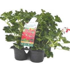 Géranium lierre simple rouge - Le pack de 6 plants