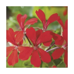 Géranium lierre simple rouge - Le pack de 6 plants