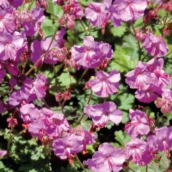 Géranium macrorrhizum - Le pot de 9 x 9 cm