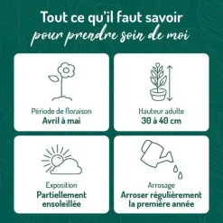 Géranium macrorrhizum - Le pot de 9 x 9 cm