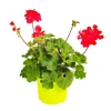 Géranium zonal rouge - Le pack de 6 plants