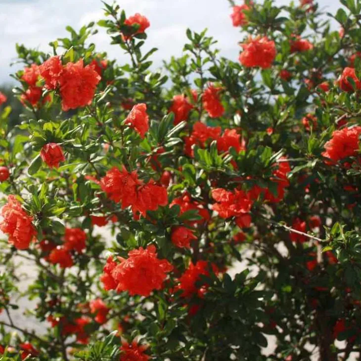Grenadier Pleniflora orange. Le pot de 3 litres
