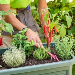 Griffe 5 dents à poignée en bois coloris clafoutis