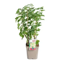 Groseillier A Grappe Blanka Bio. Le pot de 5 litres